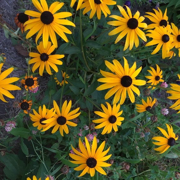 Meet your Posher, Maggie - Picture 1 of 1